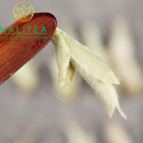 Bạch Trà Nha Bào Hoang Dã Vân Nam – Hộp Thiếc 50g