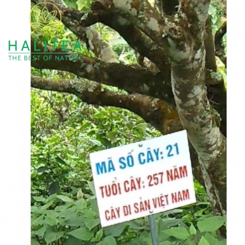 Bạch Trà Shan Trăm Năm HALITEA Di Sản Hộp Ấn Vàng Cao Cấp