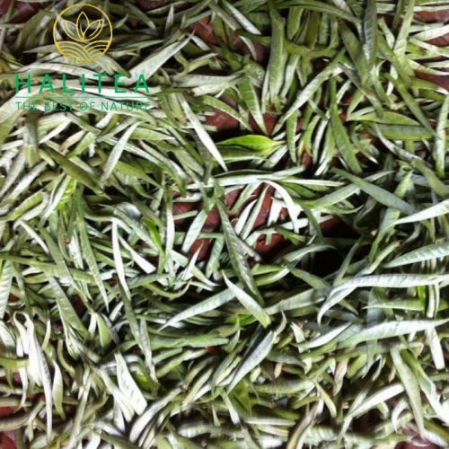 Bạch Trà Shan Tuyết Cổ Thụ Tà Xùa Cao Cấp Túi Zipper 100g
