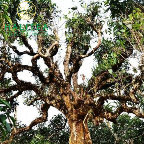 Bạch Trà Shan Tuyết Cổ Thụ Tây Côn Lĩnh ( Bạch Trà Tiên ) 100Gr