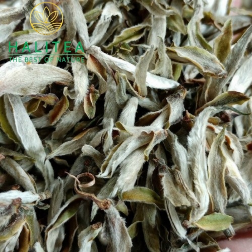 Bạch Trà Shan Tuyết Cổ Thụ Tây Côn Lĩnh ( Bạch Trà Tiên ) 100Gr
