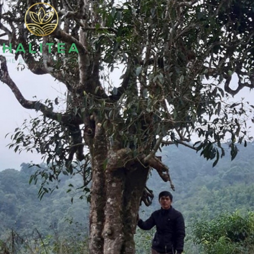 Bạch Trà Tiên Mai HALITEA Hũ Sứ Cao Cấp 20gr