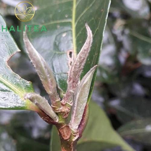 Bạch Trà Tiên Mai HALITEA Hũ Sứ Cao Cấp 20gr