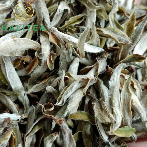 Bạch Trà Tiên Mai HALITEA Hũ Sứ Cao Cấp 20gr
