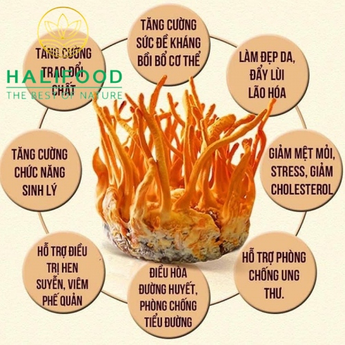 Combo 5 Hộp Đông Trùng Hạ Thảo VN Tươi Hộp Vuông 200g