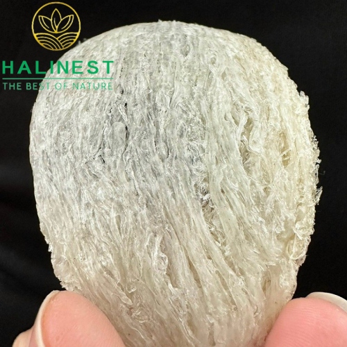 Combo Tổ Yến Rút Lông Định Hình 100g+ Đông Trùng Hạ Thảo VN Sấy Thăng Hoa 10gr