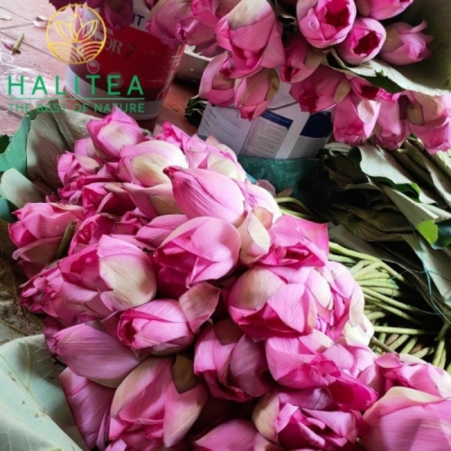 Combo Trà Ướp Sen Tây Hồ 05 Bông Tươi