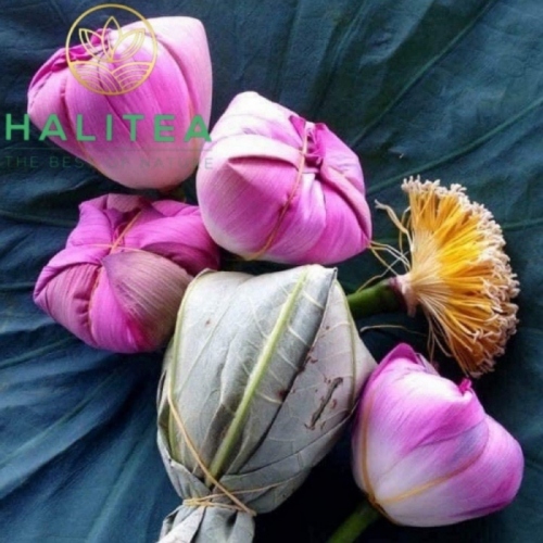 Combo Trà Ướp Sen Tây Hồ 05 Bông Tươi