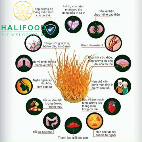 Đông Trùng Hạ Thảo HALIFOOD Sấy Thăng Hoa Loại Gãy Hũ 10gr