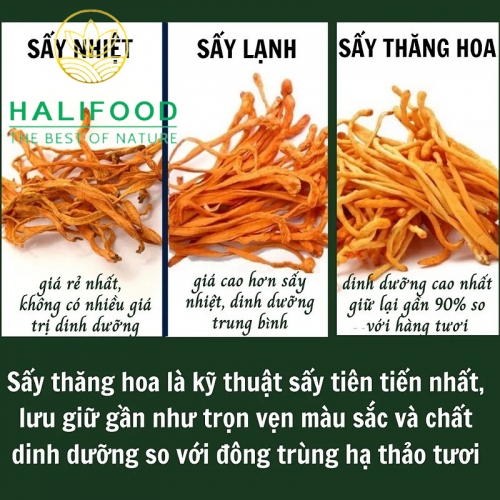 Đông Trùng Hạ Thảo HALIFOOD Sấy Thăng Hoa Loại Gãy Hũ 50gr