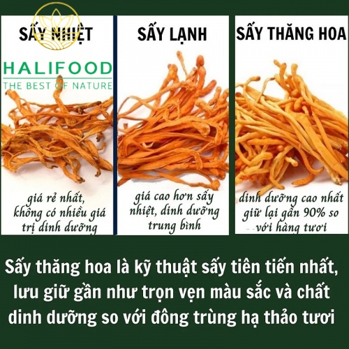 Đông Trùng Hạ Thảo VN Sấy Thăng Hoa Hộp Giấy Hũ 10gr