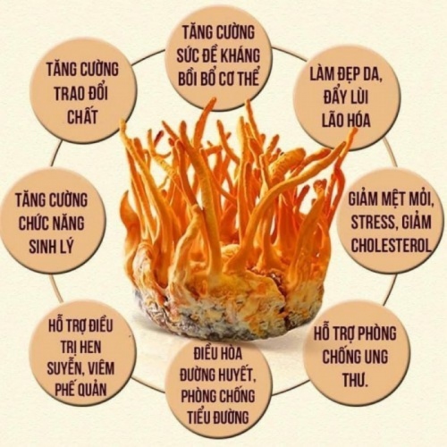 Đông Trùng Hạ Thảo VN Sấy Thăng Hoa Loại 1 Hũ 50gr