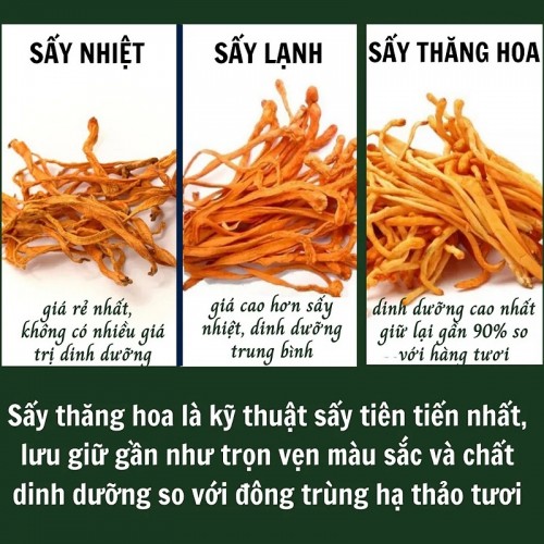 Đông Trùng Hạ Thảo VN Sấy Thăng Hoa Loại 1 Hũ 50gr