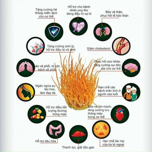 Đông Trùng Hạ Thảo VN Sấy Thăng Hoa Loại 1 Hũ 50gr
