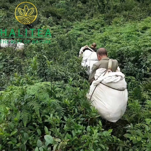 Hắc Trà An Hóa Nhị Thiên Lượng Trà 72kg – Hắc Trà Khổng Lồ Sưu Tầm & Phong Thủy