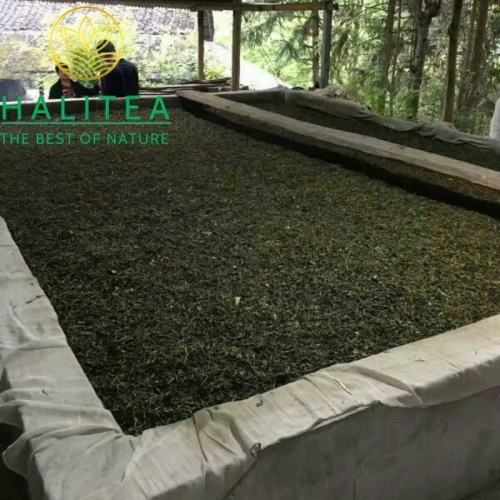 Hắc Trà An Hóa Thiên Lượng Trà 36kg – Hắc Trà Cổ Truyền Sưu Tầm Cao Cấp