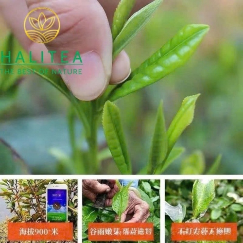Hắc Trà Hồ Nam An Hoá Phục Chuyên Trà Hoang Dã 2015 – Bánh 480g