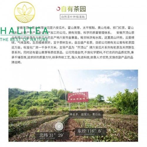 Hoắc Sơn Hoàng Trà – Hộp Thiếc 50g.