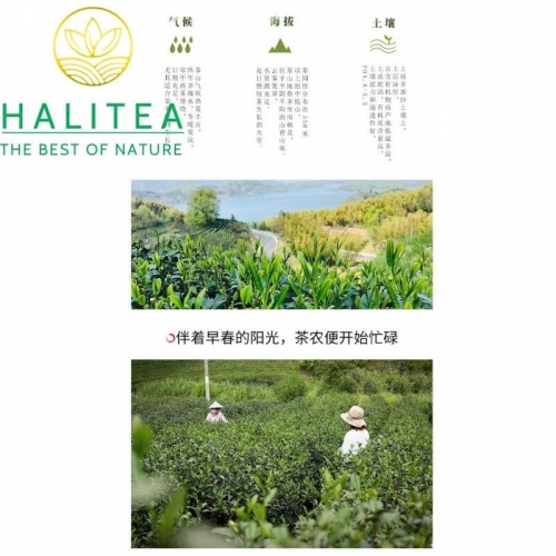 Hoắc Sơn Hoàng Trà – Hộp Thiếc 50g.