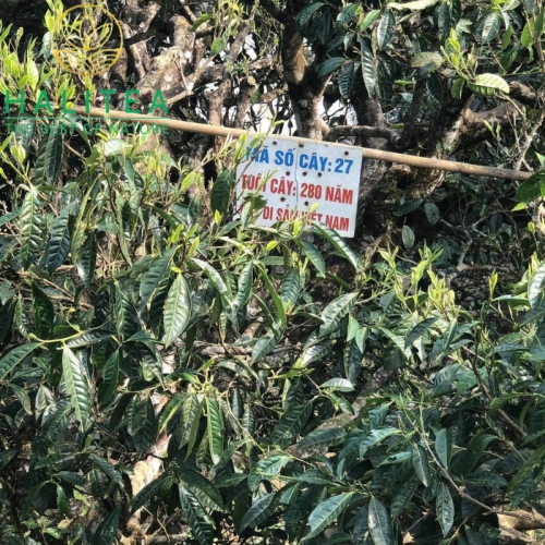 Hoàng Trà Shan Trăm Năm HALITEA Di Sản Hộp Ấn Vàng Cao Cấp