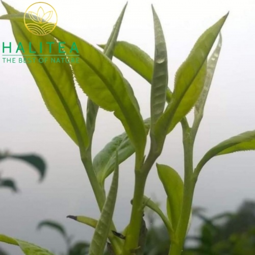 Hồng Trà Shan Trăm Năm HALITEA Di Sản Hộp Ấn Đỏ Cao Cấp 180Gr