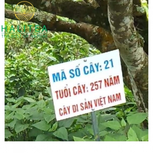 Hồng Trà Shan Trăm Năm HALITEA Di Sản Hộp Ấn Đỏ Cao Cấp 180Gr