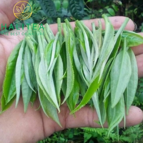 Hồng Trà Shan Tuyết Cổ Thụ Bản Bẹ Tà Xùa Túi Zipper 100g