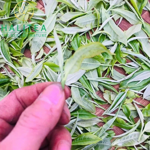 Hồng Trà Shan Tuyết Cổ Thụ HALITEA Hộp Thiếc Đỏ Cao Cấp 200gr