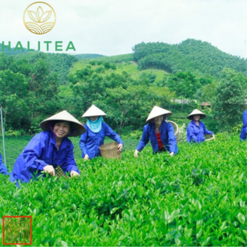 Lục Trà Cao Sơn Cao Cấp Lon Nhỏ 10gr