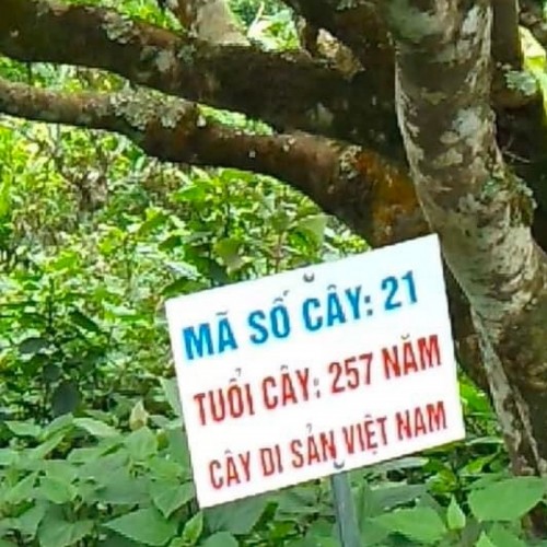Lục Trà Shan Trăm Năm HALITEA Di Sản Hộp Ấn Vàng Cao Cấp