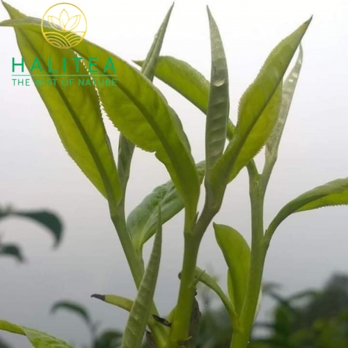Lục Trà Shan Tuyết Cổ Thụ Tây Côn Lĩnh Hũ 180Gr