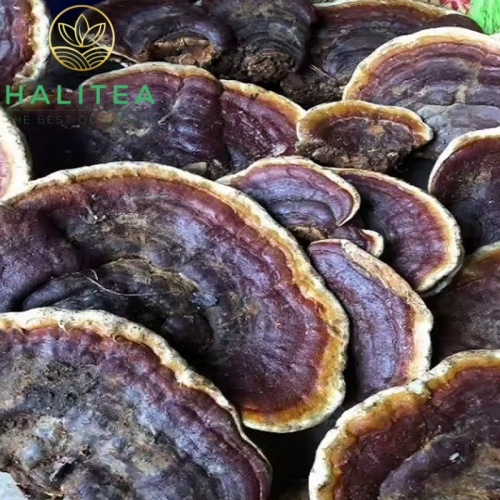 Nấm Linh Chi Rừng Túi 500gr