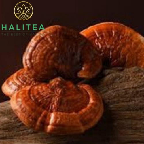 Nấm Linh Chi Rừng Túi 500gr