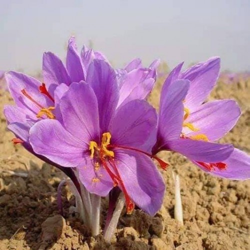 SAFFARON - Nhuỵ hoa nghệ tây chuẩn IRAN