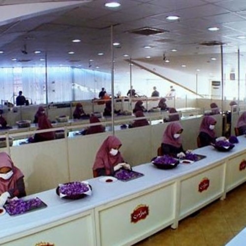 SAFFARON - Nhuỵ hoa nghệ tây chuẩn IRAN