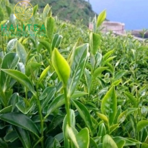 Set 2 Hộp Trà Ô Long Loại Cao Cấp Halivina 400gr