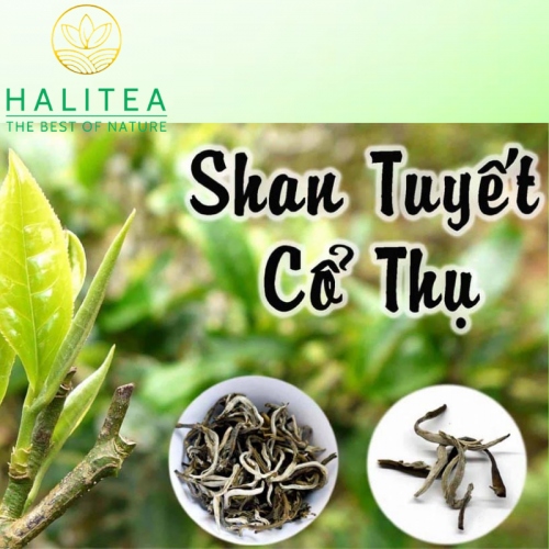 Set Lục Trà Shan Tuyết Cổ Thụ HALITEA Đặc Biệt 200gr/ 2 hộp/ 1 Túi