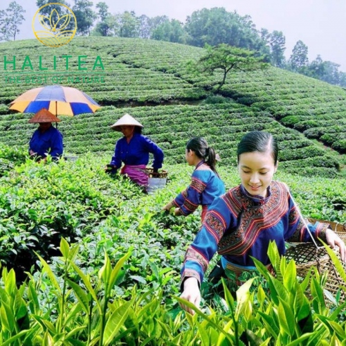 Set Lục Trà Shan Tuyết Cổ Thụ HALITEA Đặc Biệt 200gr/ 2 hộp/ 1 Túi