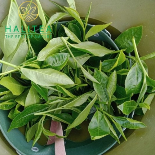 Set Lục Trà Shan Tuyết Cổ Thụ Tây Côn Lĩnh Hộp Giấy 3 Hũ X 180G