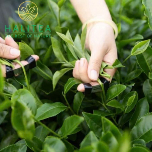 Set Quà Tặng - Trà Oolong Đỏ HALITEA Cao Cấp Hộp Thiếc 200gr