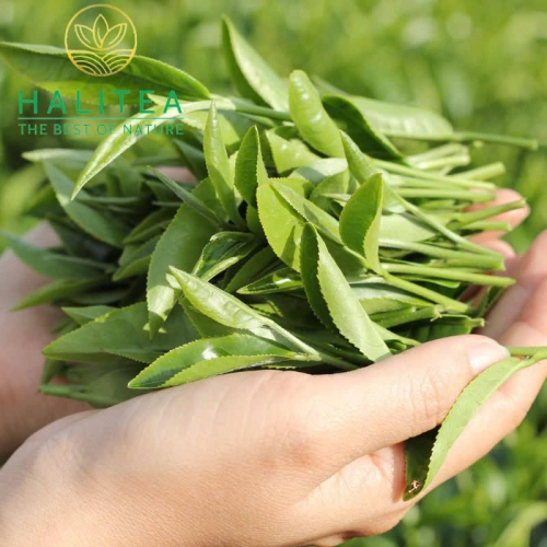 Set Quà Tặng - Trà Oolong Xanh HALITEA Cao Cấp Hộp Thiếc 200gr
