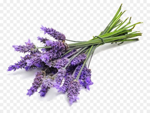 Tinh Dầu Oải Hương - Lavender 10ml