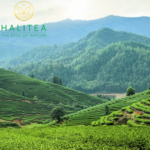 Trà Bích Loa Xuân Cao Cấp Hộp Gỗ Quà Tặng Lễ Tết Sang Trọng 500gr