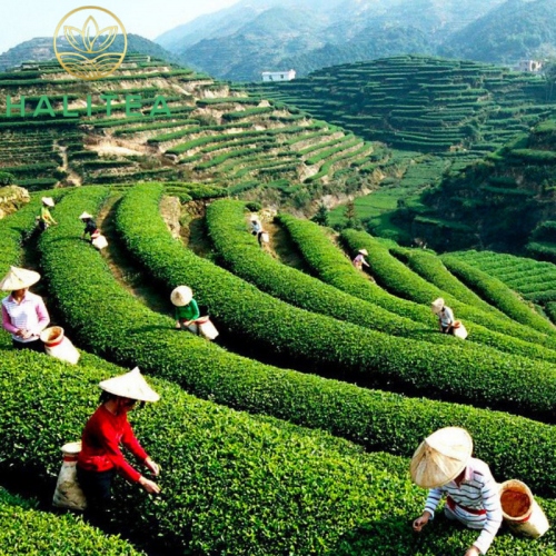 Trà Bích Loa Xuân Cao Cấp Lon Nhỏ 10Gr