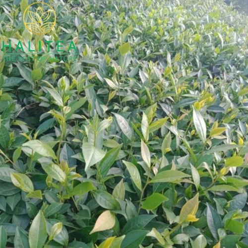 Trà Búp Tân Cương Thái Nguyên Đậm Vị Gói 200gr