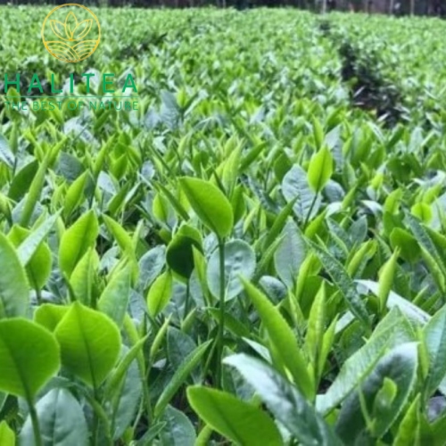 Trà Cành Lai Tân Cương Thái Nguyên Vị Thanh Nước Xanh