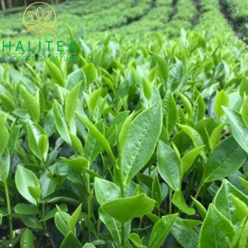 Trà Cành Lai Tân Cương Thái Nguyên Vị Thanh Nước Xanh