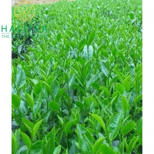 Trà Cành Lai Tân Cương Thái Nguyên Vị Thanh Nước Xanh