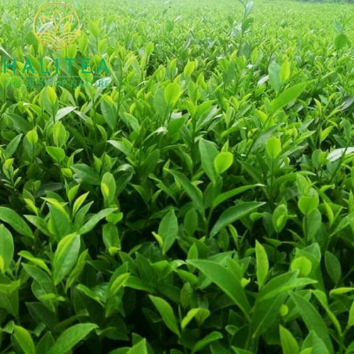 Trà Cành TRI777 Tân Cương Thái Nguyên Lon Giấy 100gr