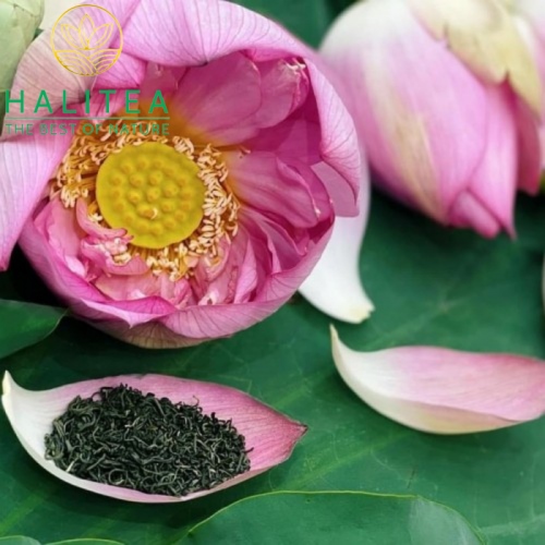 Trà Đinh Ướp Gạo Sen Bách Diệp Cao Cấp Gói 10gr